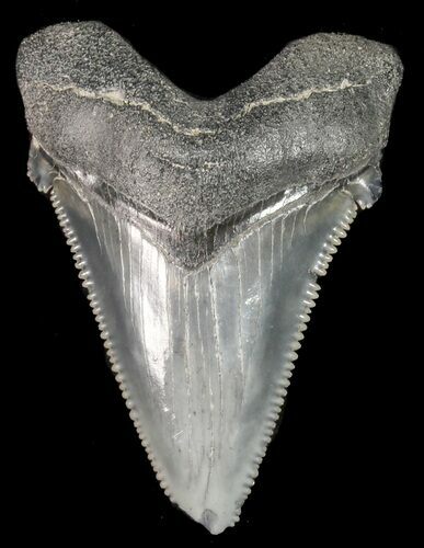 Fossil Angustidens Shark Tooth - Megalodon Ancestor #46839